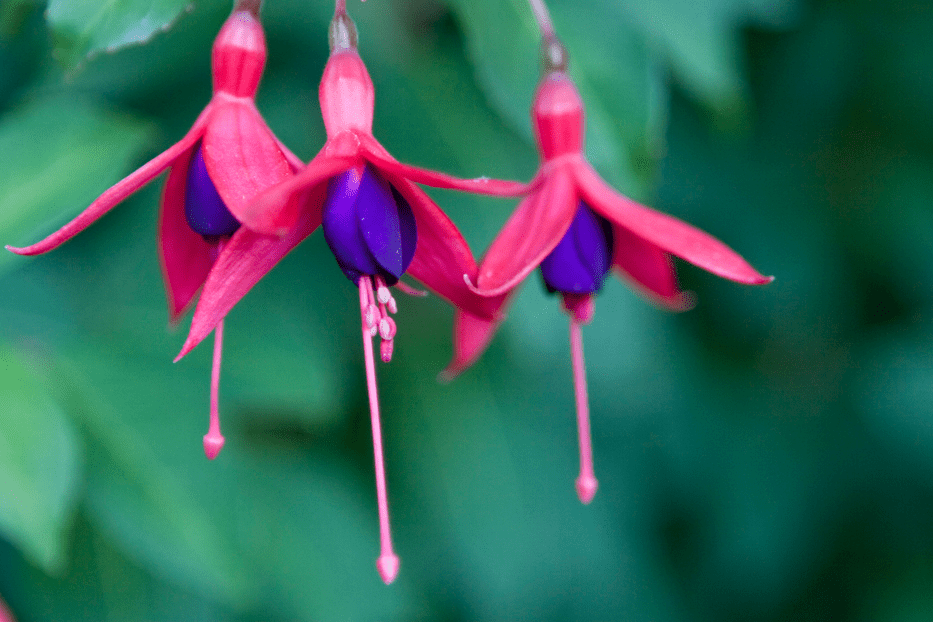 Des images de diffrentes plantes